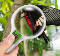 Filet à papillons - Set d'entomologiste pour attraper les insectes