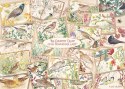 Puzzles de 1000 pièces FALCON Cartes postales avec des oiseaux